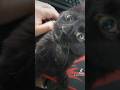 Literally a KITTEN PURRING for a Minute!