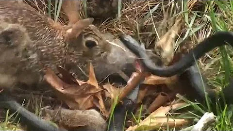 Watch a mother rabbit fight off a snake