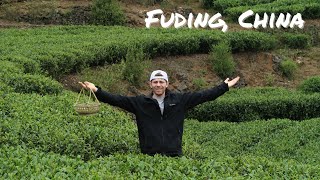 Picking Tea With Locals in RURAL CHINA (Fuding White Tea)