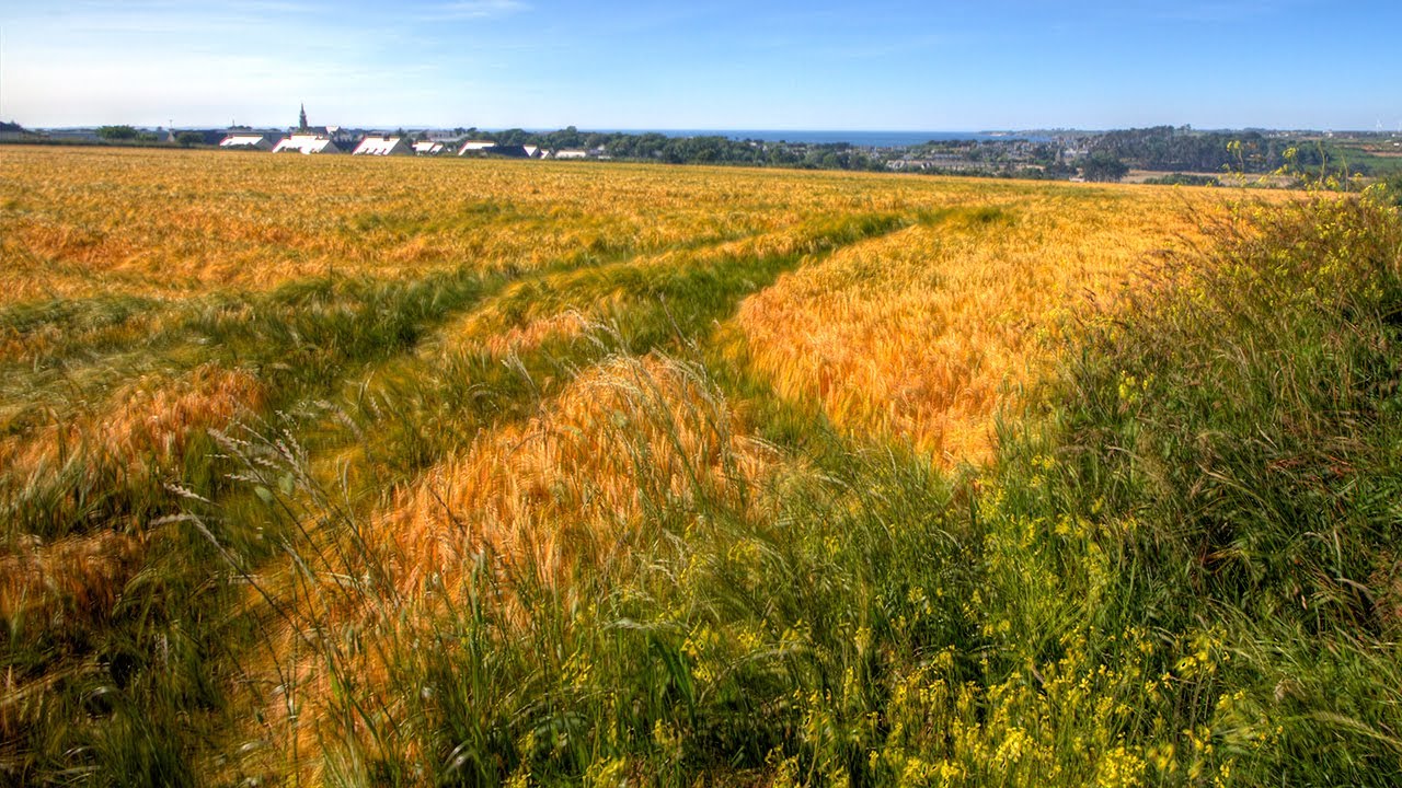 Cozy Relaxing Sound of a Breeze in the Wheat Fields. Gentle Soothing