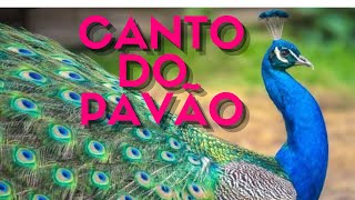 Som Do Pavão | Canto Do Pavão | Pavão Cantando | Pavão | Animal Vídeos | Barulho Do Pavão