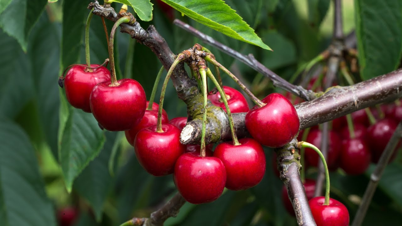 UDAF Food Security Grant - 2025