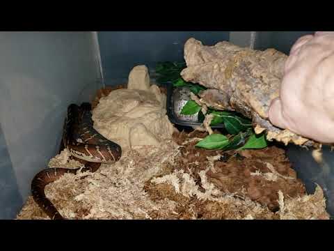 Baby Boelens Python Behavior