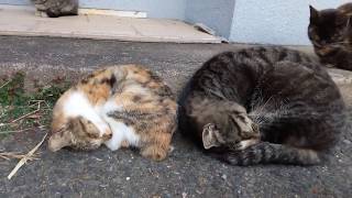 同じ格好で寝る大人猫と子供猫がカワイイ