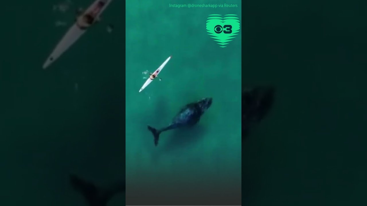 Drone captures curious humpback whale near kayaker