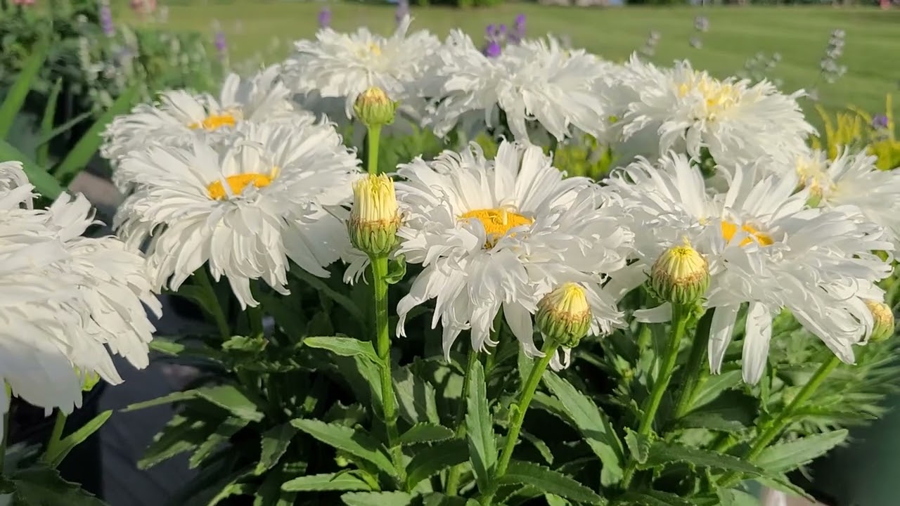Leucanthemum Belgian Lace (Shasta Daisy) // Great Little Perennial -  Exquisite, Large, Lacy Flowers