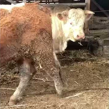 Супер Бык 900 кг. Красавец! Порода Шароле. - YouTube