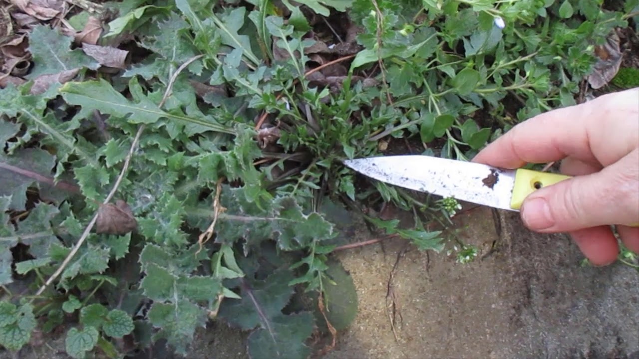 Erbe spontanee invernali