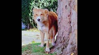 The dog is man's most loyal friend. #film #movie#movierecap