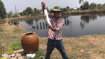 Đi câu cá chẽm cùng cần thủ mới...Nguyễn Công TV/fishing