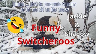 Jackie \& Shadow: Funny Switcheroos, 🤣🦅🥚Changeable Weather, Snow, Big Bear Valley, Bald Eagles 🦅🦅