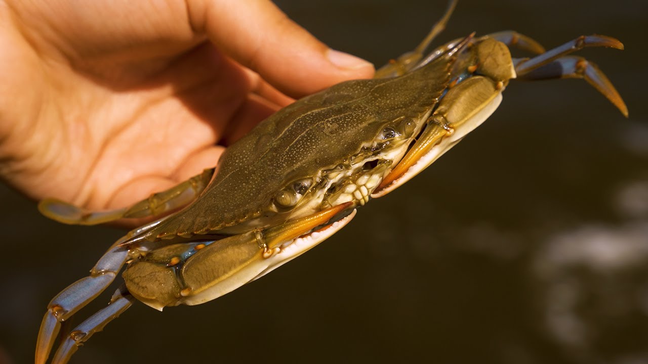 Out Crabbing | GH5 400mbps ALL-I Anamorphic HLG