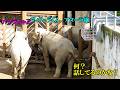 何?話してるのかな? Asian elephant(アジアゾウ) 多摩動物公園