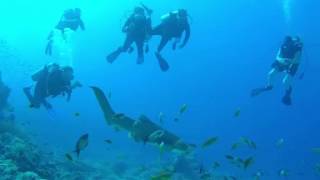 Leopard shark at Ras Mohamed - Diving from MY Blue Seas