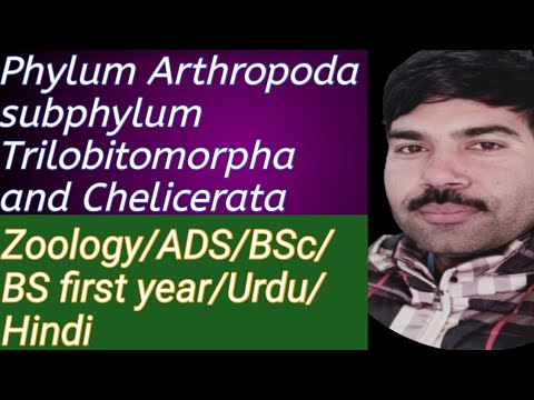 Video: Arthropoda subphylum chelicerata on tagmata?