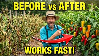 Why Your Peppers Stop Producing in August (Amish Fix That Works Fast)