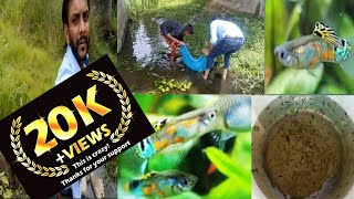 Catching guppy Fish in the Wild | Colour Full Fishes in River | wild Guppy Fishes