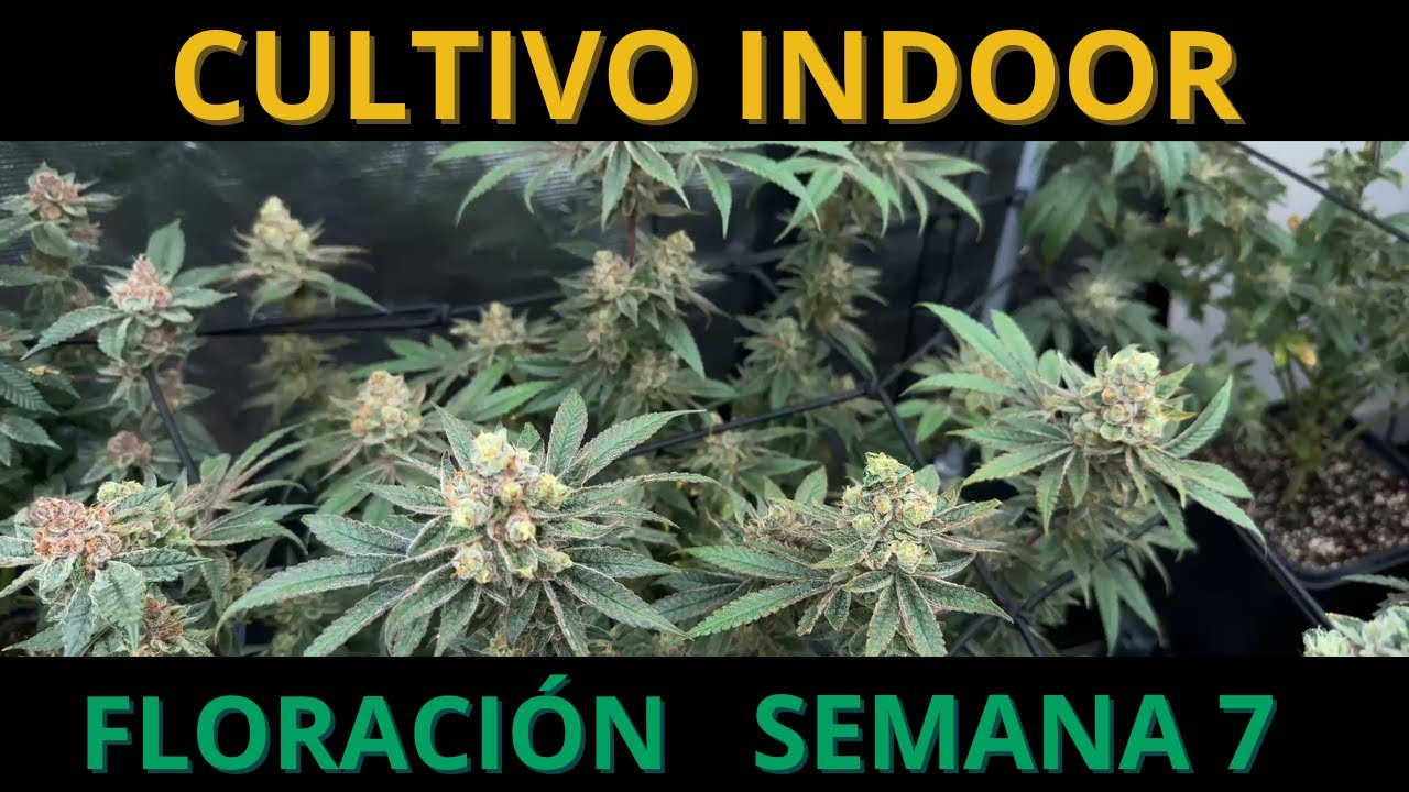 🌱 SEGUIMIENTO DE CULTIVO INDOOR -🔥FLORACIÓN SEMANA 7 #cannabismedicinal