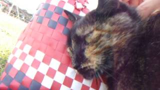 DSCF9289