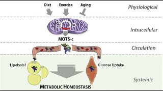 MOTS C 10mg. How to dose. How to mix and reconstitute for research.  Mitochondria peptide!