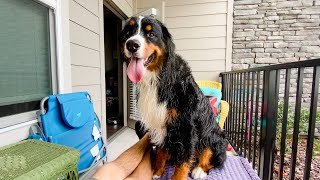 Spending the day with our Bernese mountain dog