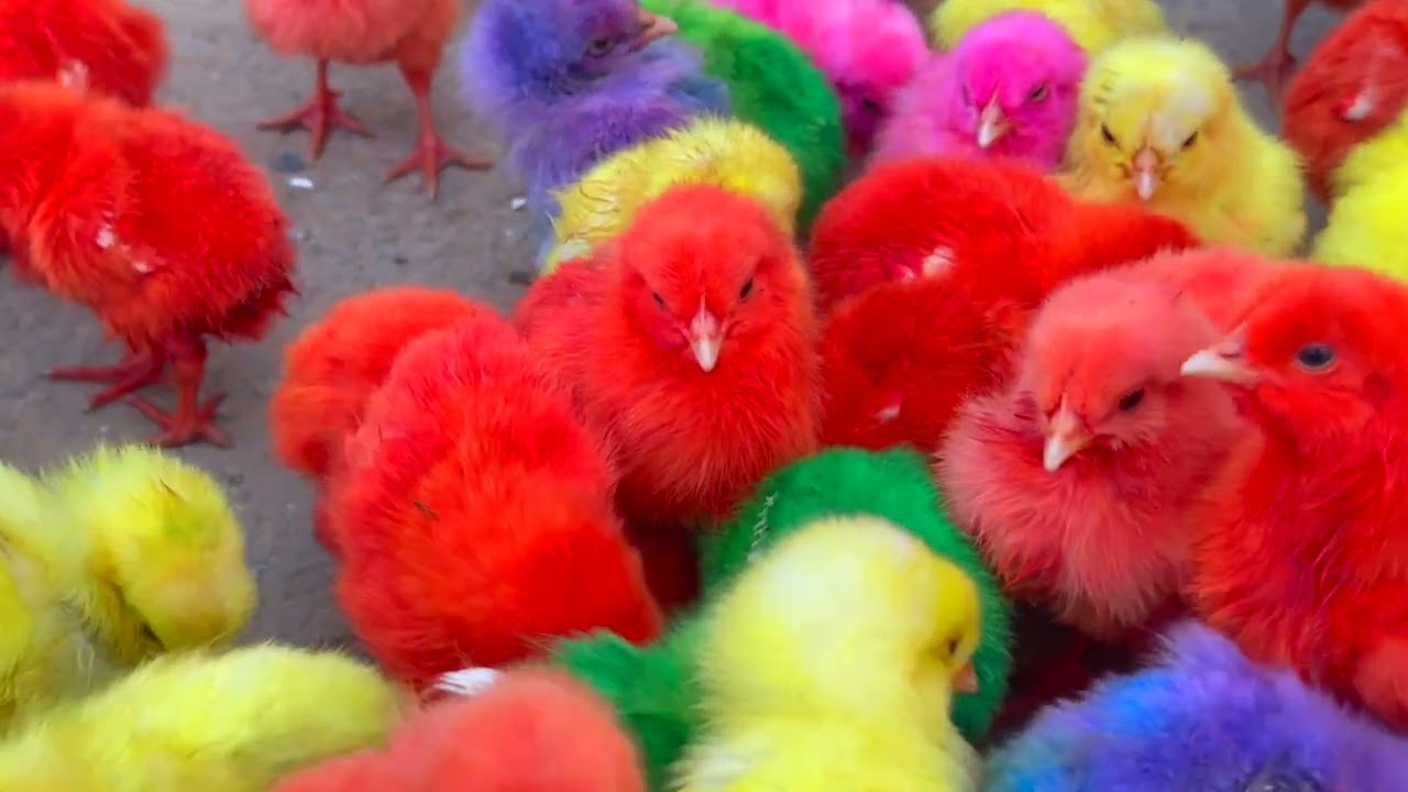 Beautiful Hen Baby Chicks | Many Coloured Hen Chicks | Comic Hen Baby Chicks