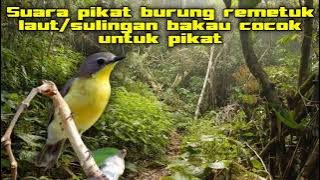 Suara pikat burung remetuk laut cocok untuk pikat dijamin ampuh terbaru 2022