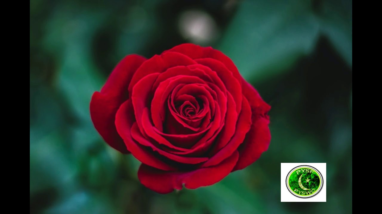 Rose Plz Don't Cry Rosa indica Pysf pyswo