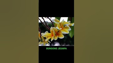 Behind the Beauty of the Bungong Jeumpa from Aceh #shorts #viralvideo #flowers #plants #viralshorts