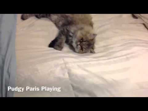 Paris is pudgy and playful!