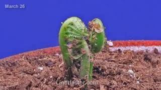 Fern Plant Time lapse growth