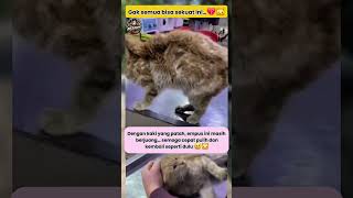 Semoga Lekas Sembuh Ya Puss kucingsedih cat sadcat