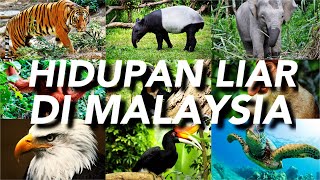 HIDUPAN LIAR DI MALAYSIA