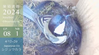 Japanese Tit Begins Nest-Building! Will She Use That Nesting Material Again This Year? by しめさん Shimesan 8,144 views 8 days ago 16 minutes