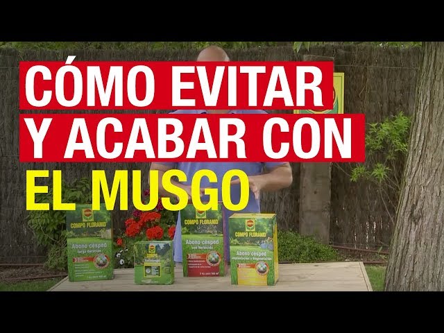 Recomiendan usar pasto sintético en lugar de musgo