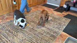 Puzzles for doggos! #learning #game #bulldog #englishbulldog #trumanandtrenton  screenshot 3