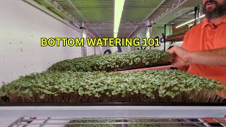 Watering Microgreens 101: Bottom Water for Dense Trays (No Mold)