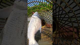 Wow! Amazing Polo Fishing Videos ! Best Big Fish Catching🐟Primitive fishing #fish #shorts #india