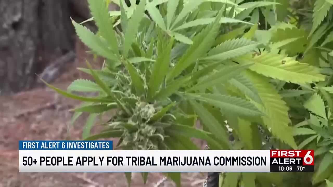 50+ people apply for Tribal Marijuana Commission