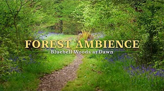 NO ADS Relaxing Nature Sounds in 4K, Dawn Chorus in Bluebell Woods, Forest Ambience for Sleep