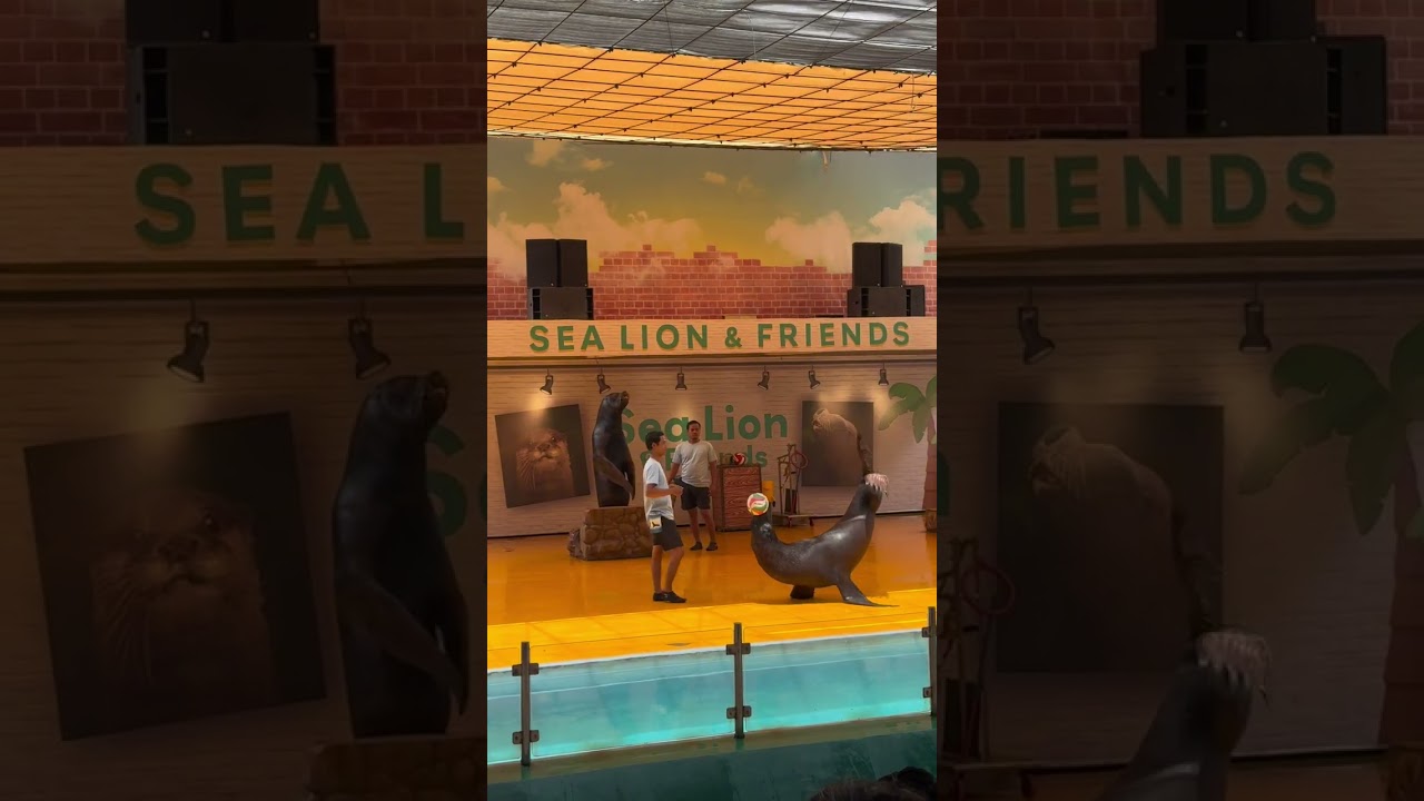 Pertunjukan singa laut di samudra ancol