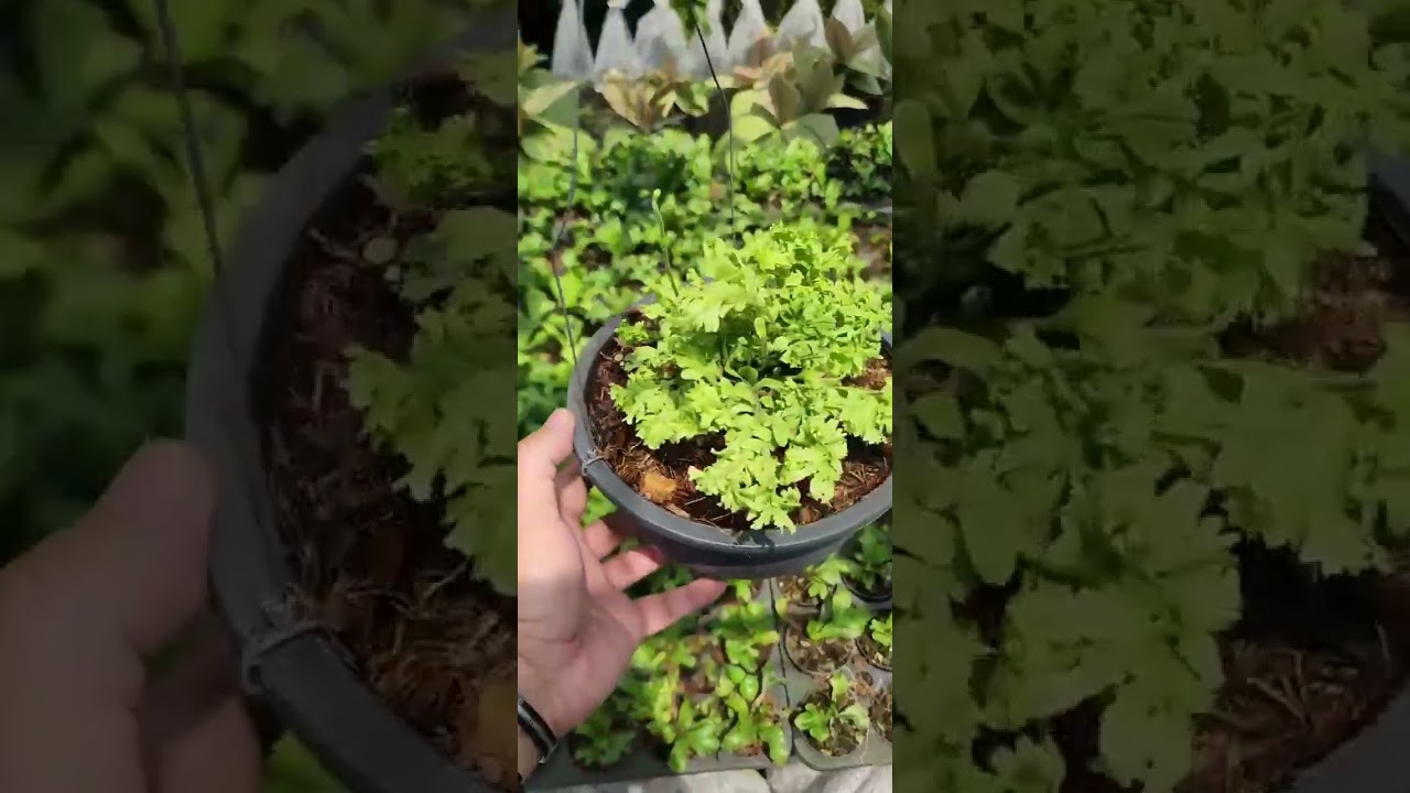 ネフロレピス コルディフォリア 変異種 Nephrolepis cordifolia