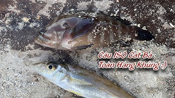 Câu ISO Cát Bà Có Cá Và Nhiều Tiếng Cười