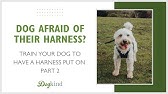 how to put a leash on a fearful dog