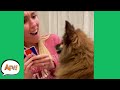 Game WRECKING Card THIEF! 😂🐶 | Funniest Dogs | AFV 2021