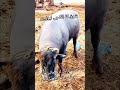 #brand #badshah #farmlife #viral #pindawale #brand