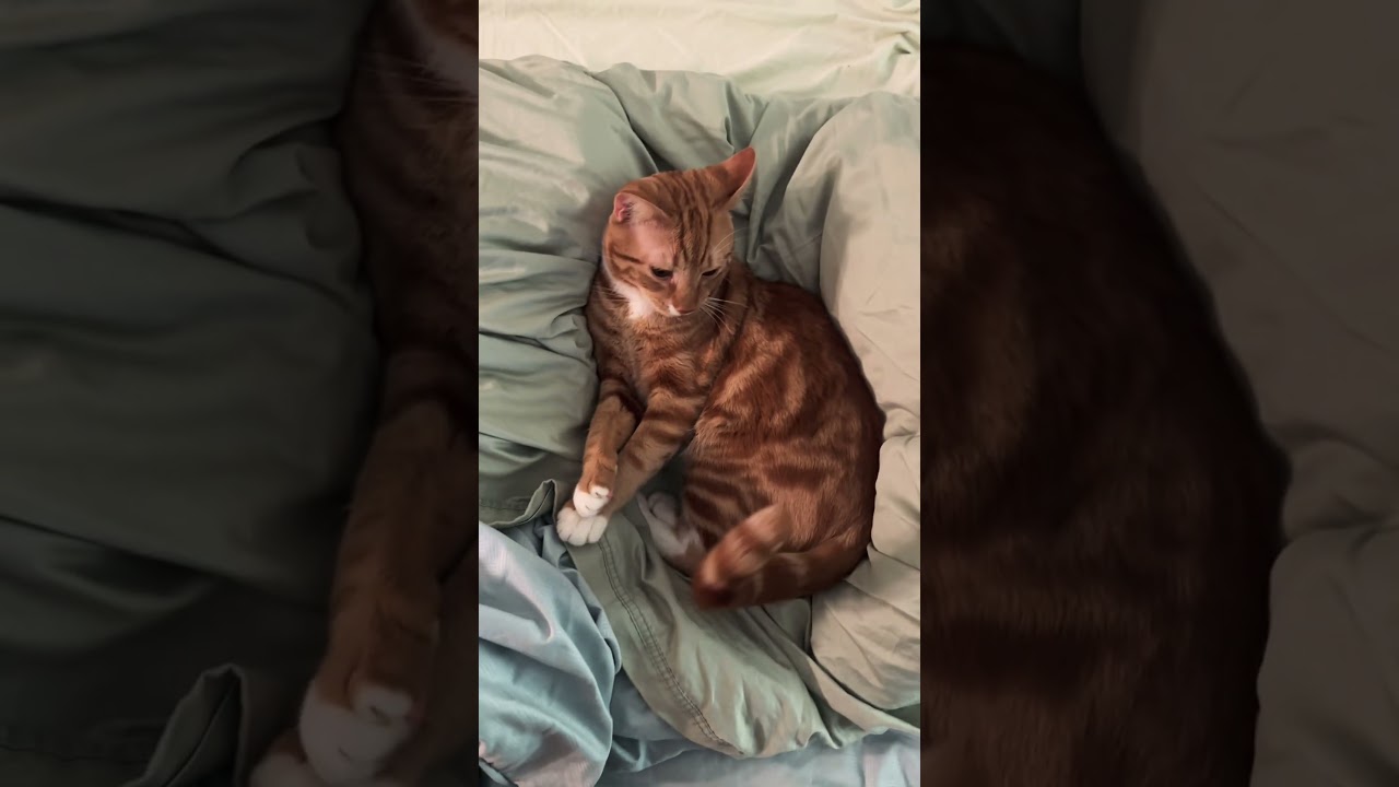 Benny Bens is getting so big! #cat #kitten #cutecat #shorts #tabby