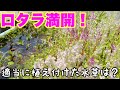 放置したビオトープがすごい事に！？適当に植え付けた水草は？枯れた？成長？