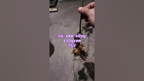 củ sâm rừng đen Lai Châu #sâm_ngọc_linh_rừng #sâm_lai_châu_rừng #sâm_ngọc_linh