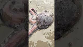 #shortvideo#octupus